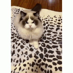 见过最凶的布偶猫……