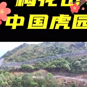 萌虎日记（一）│“虎王子”闪亮登场！