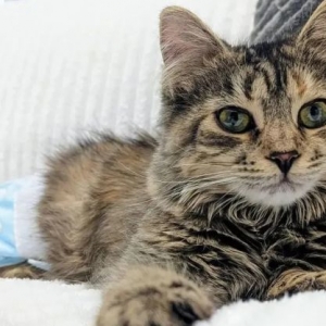 猫趣｜被踩踏的瘫痪猫咪，医生建议安乐，可九个月后它依然快乐地活着