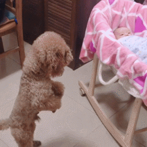 泰迪见到宝宝之后，变得小心翼翼，只敢远远瞧一眼！