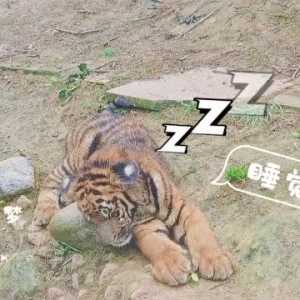 萌虎日记（三）｜我不管，谁来了也不能阻止我睡觉！