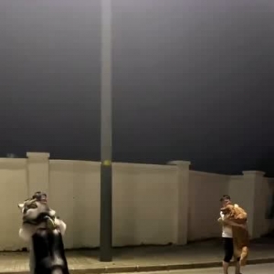 养狗挺好的，就是有点废主人……