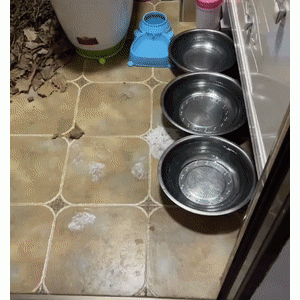 主人集中隔离，担心狗子在家暴饮暴食，可打开监控……哭了！