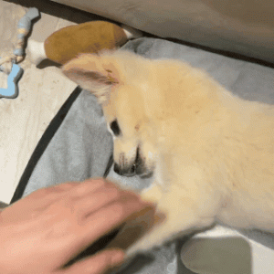 200斤阿拉斯加和金毛攀比非要抱抱，主人：放过老奴吧，腰都断了！