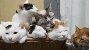 猫咪的六个行为大揭秘～