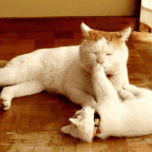 假如家猫变大10倍，是否可以战胜老虎呢？为什么？