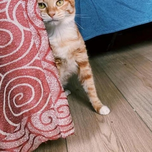 如何让猫咪适应“陌生环境”？铲屎官要做好这些准备