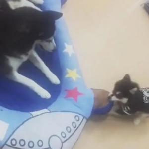 小二哈拆狗窝，狗妈一巴掌下去，教训哈不能拆自己家！