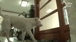 渣狗睡遍全村小母狗，生了30多只崽儿，被主人发现后竟然…