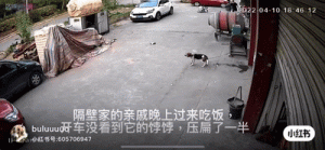 又有狗子的饭碗被压扁了，一看品种……哈哈哈哈怎么又是你！