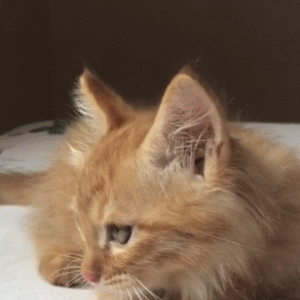 捡回家一只小流浪猫后，猫妈妈多次来找儿子，后来的做法令人咋舌