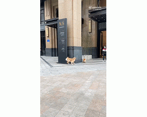 柯基：陪你玩玩得了，咋还追上瘾了