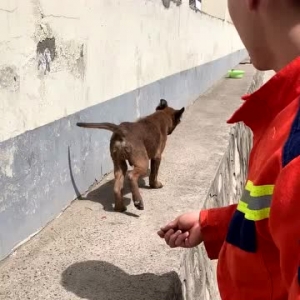 探访揭秘“搜救汪”系列故事（六）