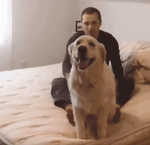 妹子晒家里的牧羊犬都会什么本领，网友惊了：比我会的多！