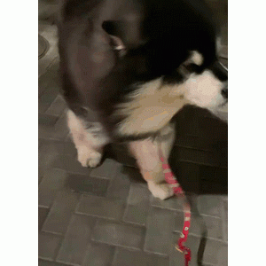 狂风中的阿拉斯加，这也太敦实了