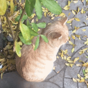 主人扫地被猫挡路，拿扫把驱赶走，橘猫瞬间变废！