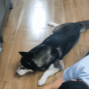 主人趴在地上找玩具，二哈心神领悟，智商高得不输金毛！