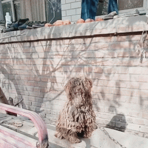 泰迪被长期绑着，无人打理，脏得像褶皱拖把一样！