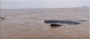 人与动物之间的美好情谊