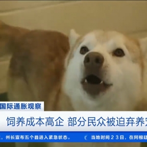 英国民众因饲养成本被迫弃养宠物