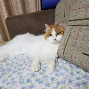 为什么说猫咪被人打后，会记仇是真的吗？答案你肯定想不到