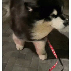 当贵宾和阿拉被大风吹……哈哈哈哈哈一个吹偏航一个稳如山！