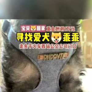 雪纳瑞狗狗“乖乖”丢失，主人悬赏10000元寻找