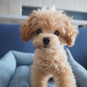 真的不是“毛绒玩具”？不信，给你叫一声～汪汪～