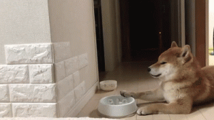 狗子吃完狗粮以后崩溃了：早知道就这么一点，我就慢点吃了！