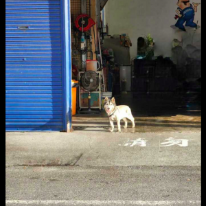 哈士奇和小短腿的后代，越看越觉得很好笑，基因咋就这么强大呢！
