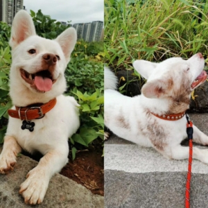 上游帮忙丨养了6年的狗狗即将送人 孕妇家到底能不能饲养猫狗？