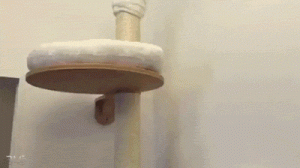 别人家的喵，连个自制纸箱猫窝都这么高级？