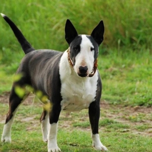 世上最凶猛的十大恶犬，藏獒在里面只能算小弟