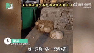 一只狗守护墓地11年，最后死在了主人的墓碑上…