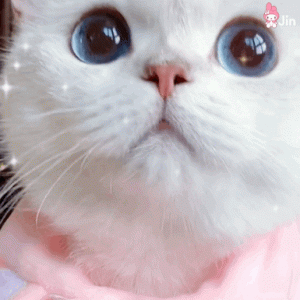 阜阳这家可以撸猫的酒吧，你去过吗？