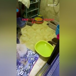长春一主人隔离十几天回来，发现狗狗四处“拉粑粑”