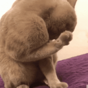 全网都在刘畊宏，猫也不例外！