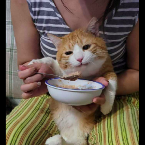 猫咪吃饭还要主人一勺一勺的喂，这满脸幸福的小表情，太被溺爱了