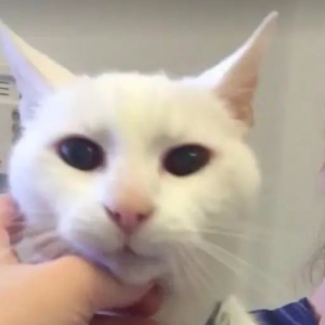 主人把20岁老猫送到收容所，原因很自私，好心人看到后收养猫咪