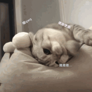 猫咪爱你的15个表现！快来围观，你家猫猫爱你吗？
