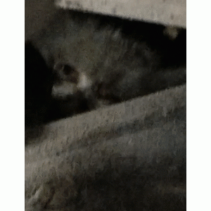 小奶猫躲车底盘，她守一整晚，又找交警又找消防员，救出后惊了！