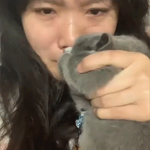 GIF集锦：猫猫使用说明图解！