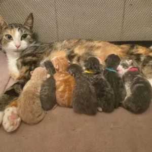 猫趣｜优雅秀气的蓝眼三花猫，一口气生了七只小猫，却不愿当妈妈