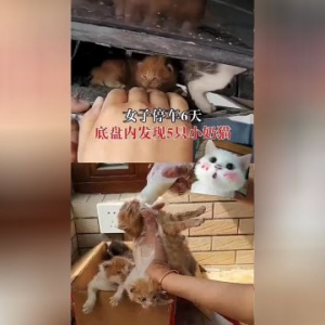 女子车停六天，5只小奶猫在底盘安家，车成了猫猫的产房