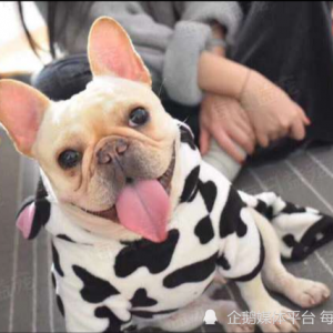 狗狗被铁网缠住，表情痛苦不断哀嚎，获救后的举动让人欣慰