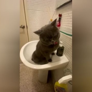 聪明的猫猫，自己发现了一个上厕所的好地方