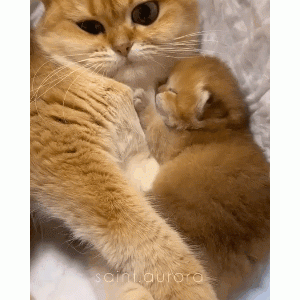小猫认错妈妈乱喝奶，猫爸无奈：崽啊别喝了，我是你爸！
