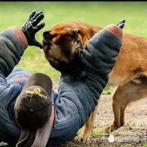 狗的命门在哪里？被大型犬追咬的时候，怎样做才是正确的自救方法