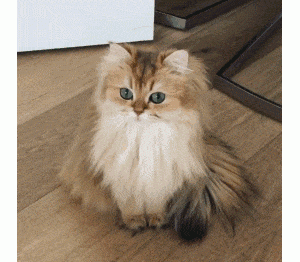 了解猫咪天生独立的性格