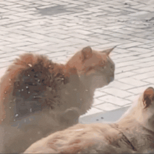 流浪猫会羡慕有家的猫吗？隔着玻璃，小野猫的反应让人心酸……